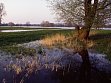 River Landscape Middle Elbe